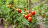 Як прискорити дозрівання помідорів, щоб встигнути до заморозків: просте підживлення