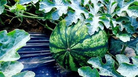 «Попит і зміна клімату спонукають фермерів до експериментів»