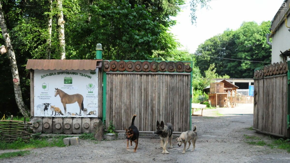 У Львові безкоштовно стерилізуватимуть котів і собак