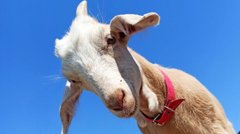 «Кізонька моя люба»