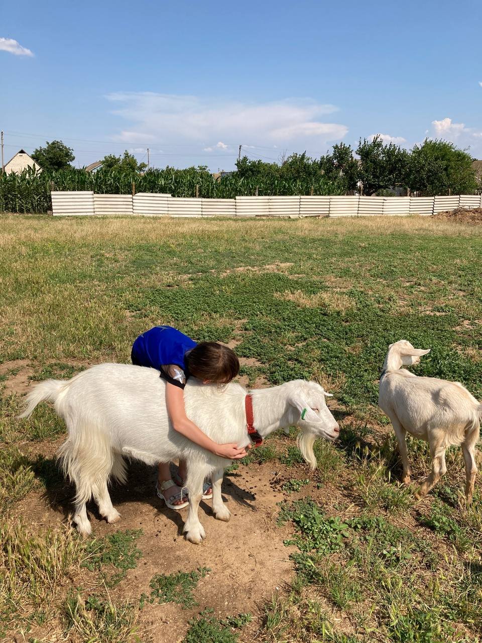 Екскурсії на фермі