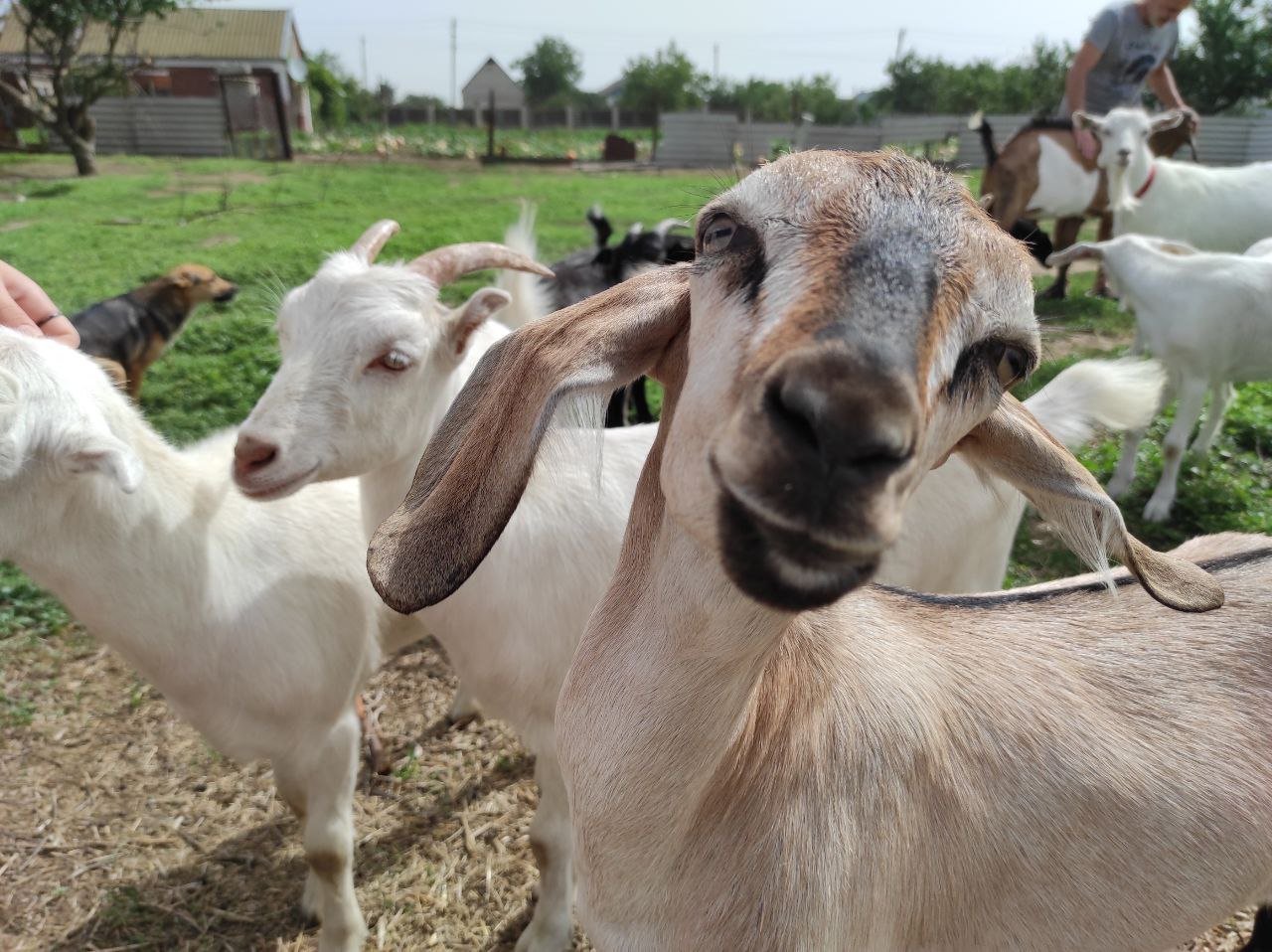 Кози на фермі