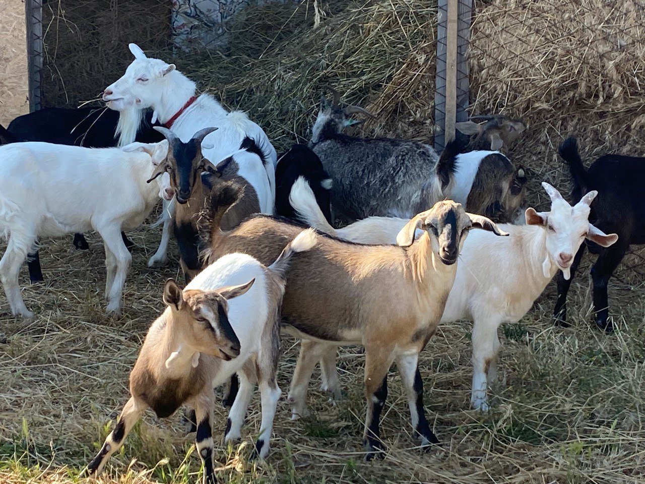 Кози на фермі
