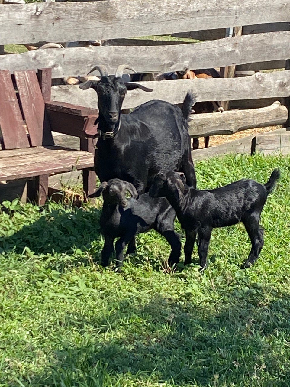 Кози на фермі