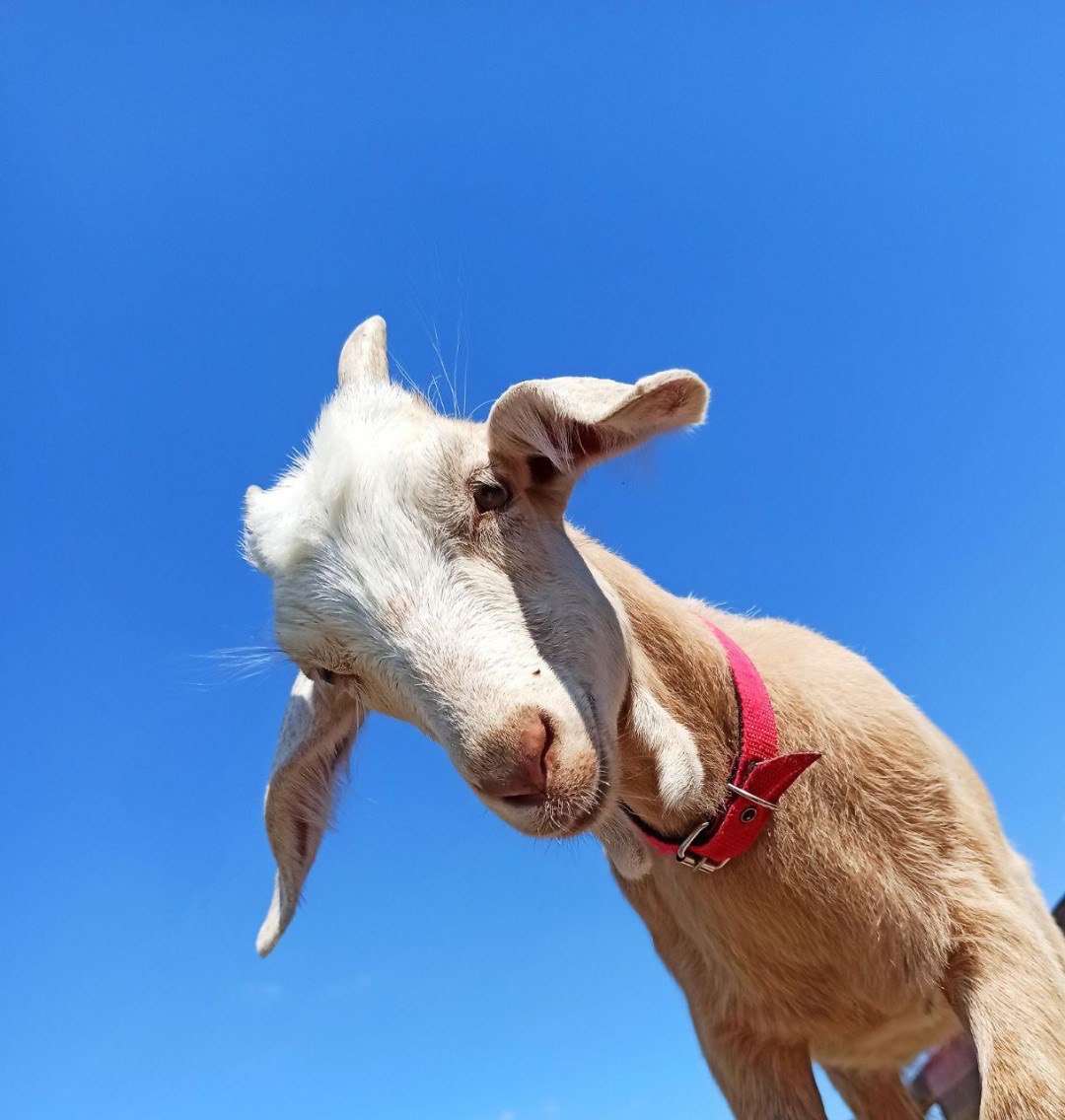 Кози на фермі