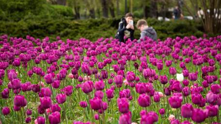 Як правильно садити тюльпани під зиму восени: інструкція