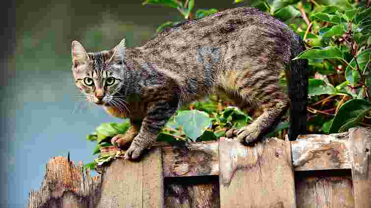 На Прикарпатті жінка побила сусідку через котів, які постійно просять в неї їсти