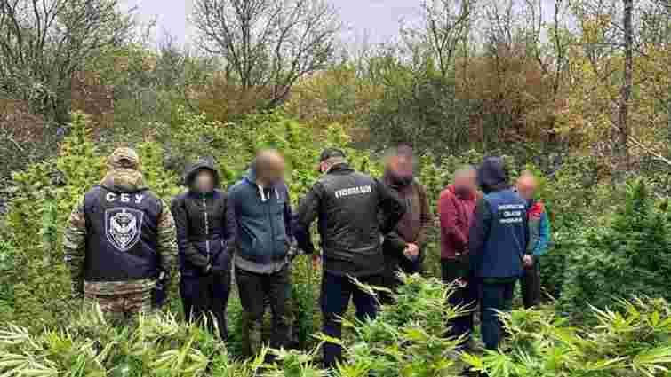 На Закарпатті на плантації з коноплею затримали групу наркоторговців 