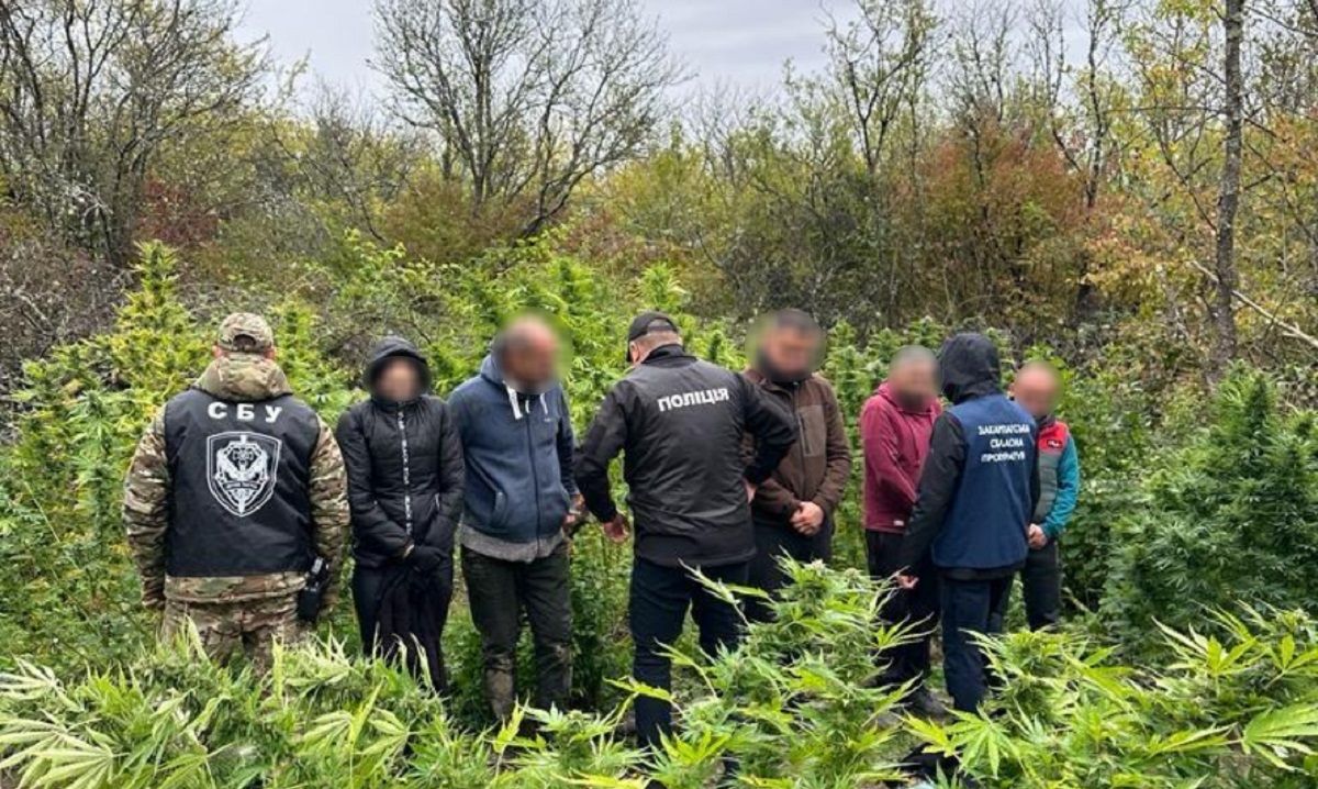 На Закарпатті на плантації з коноплею затримали групу наркоторговців 