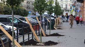 На центральних вулицях Львова висаджують ще 40 кліматичних дерев