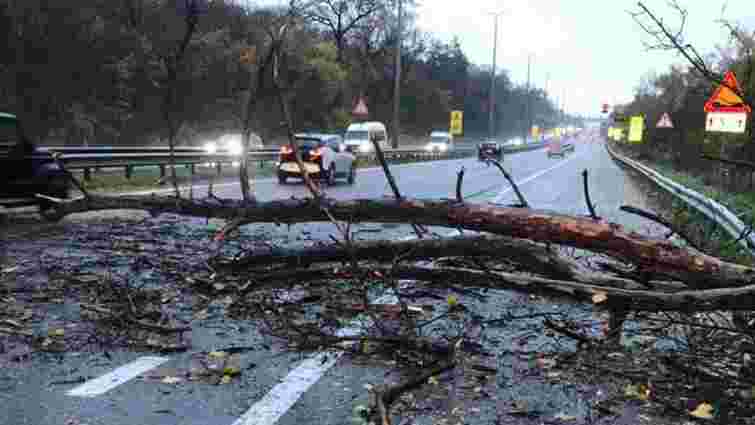 У Києві внаслідок падіння дерев загинули двоє людей