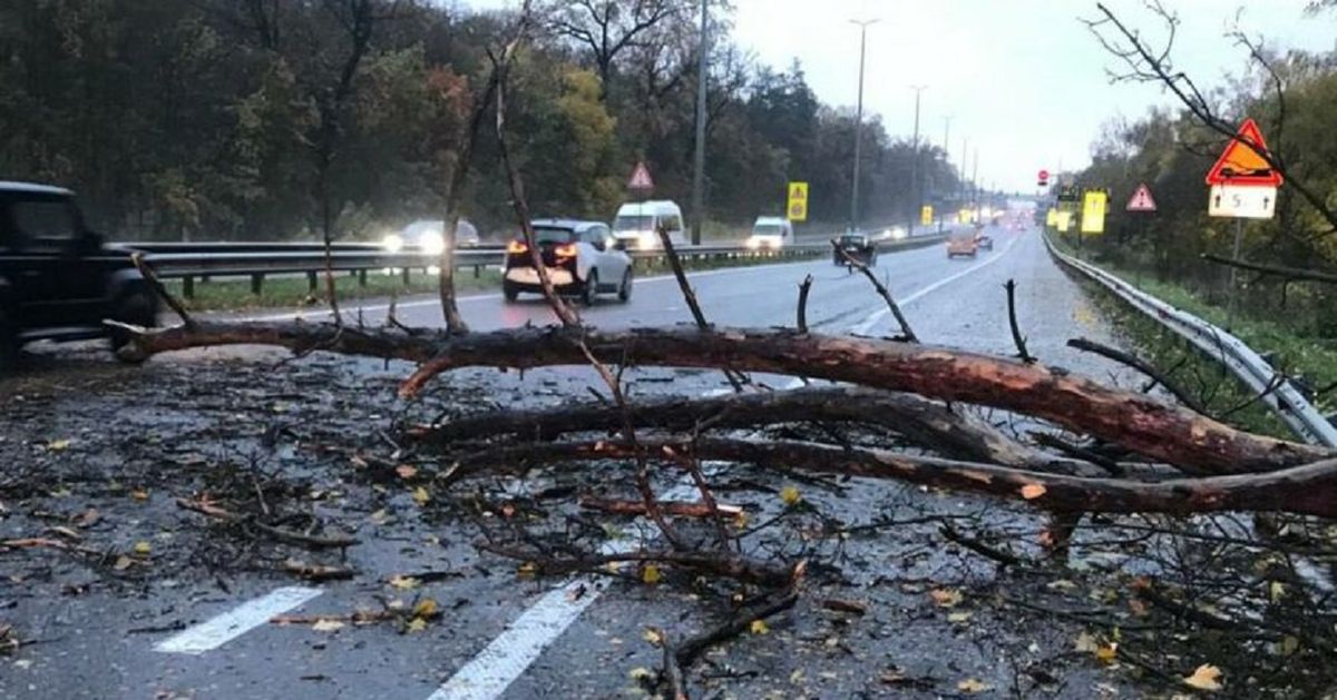 У Києві внаслідок падіння дерев загинули двоє людей