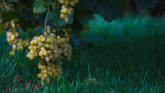 Вино поміж мін та ракет