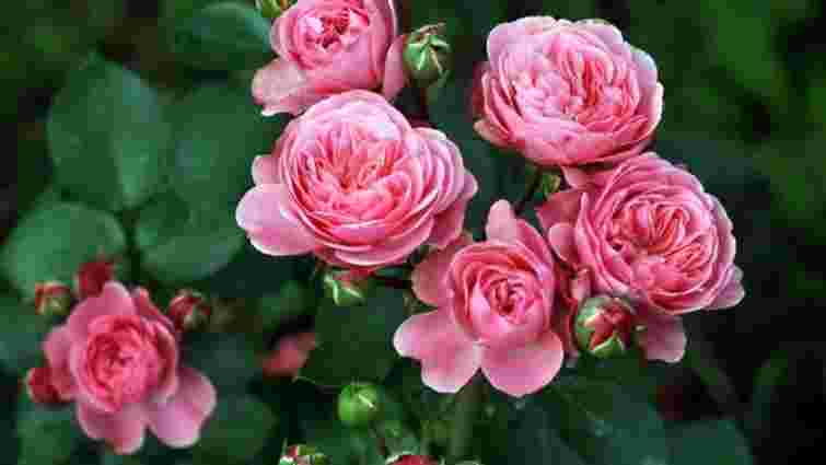 Як гарантовано укоренити саджанець троянди: поради садівників