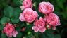 Як гарантовано укоренити саджанець троянди: поради садівників