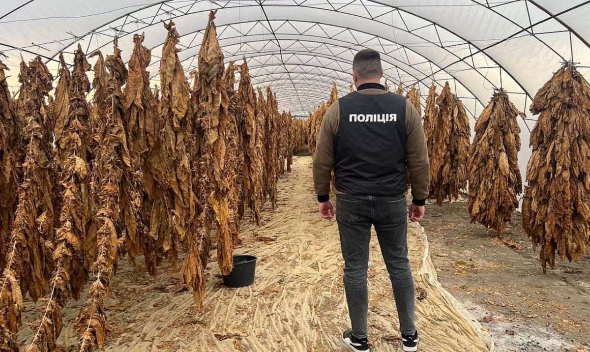 На Прикарпатті поліція викрила плантації тютюну і незаконне виробництво сигарет