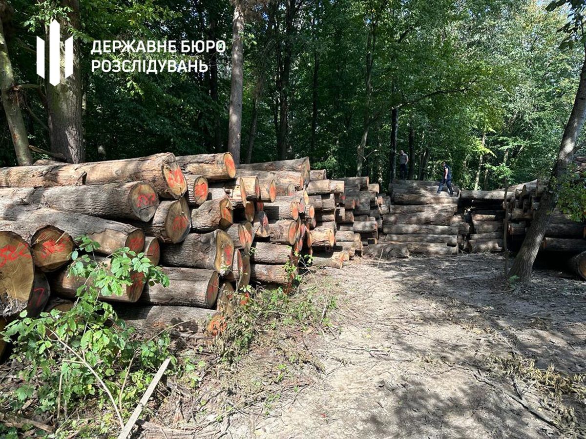 У нацпарку на Волині виявили вирубку дубів віком понад 165 років