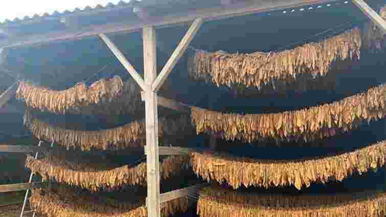 На Тернопільщині виявили масштабний цех з виробництва тютюну