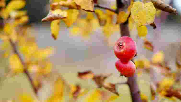 Якого догляду потребують плодові дерева восени: детальний перелік