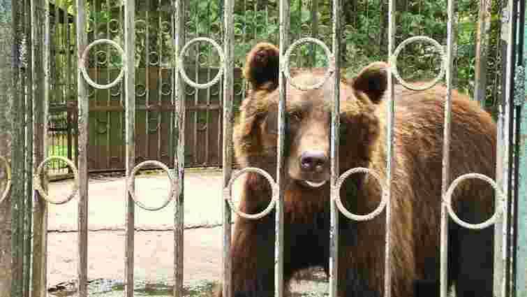 Ведмедя з парку в Хмельницькому переведуть у реабілітаційний центр «Синевир»