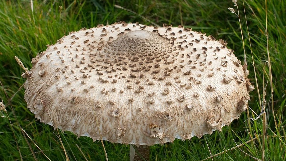 Від отруєння грибами на Львівщині померла 37-річна жінка