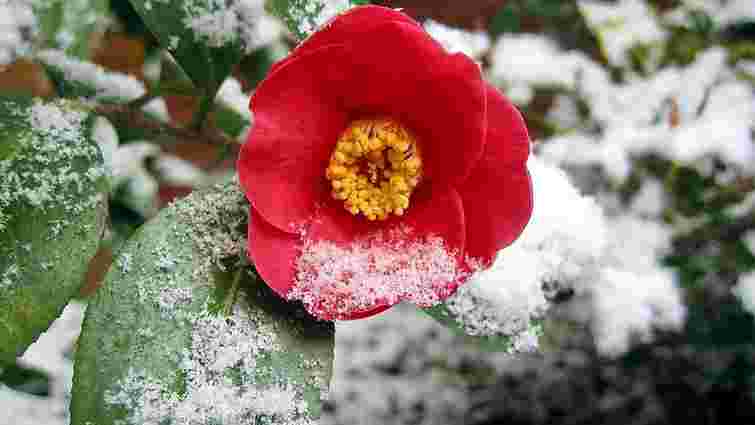 Які рослини в саду обов'язково потрібно накрити на зиму: поради для початківців