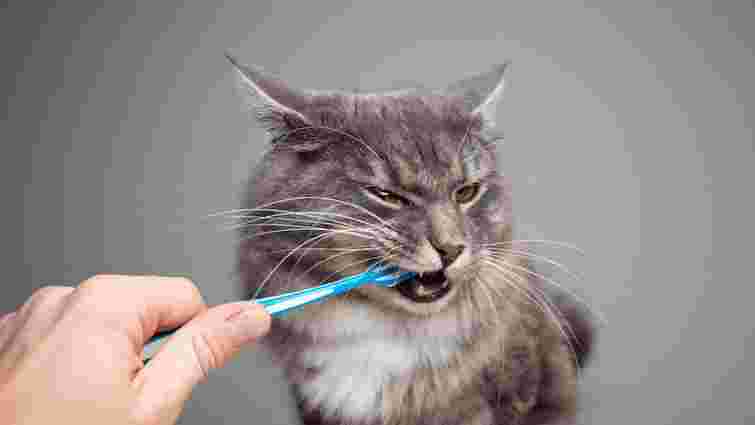 Як часто потрібно чистити зуби коту і навіщо це взагалі робити