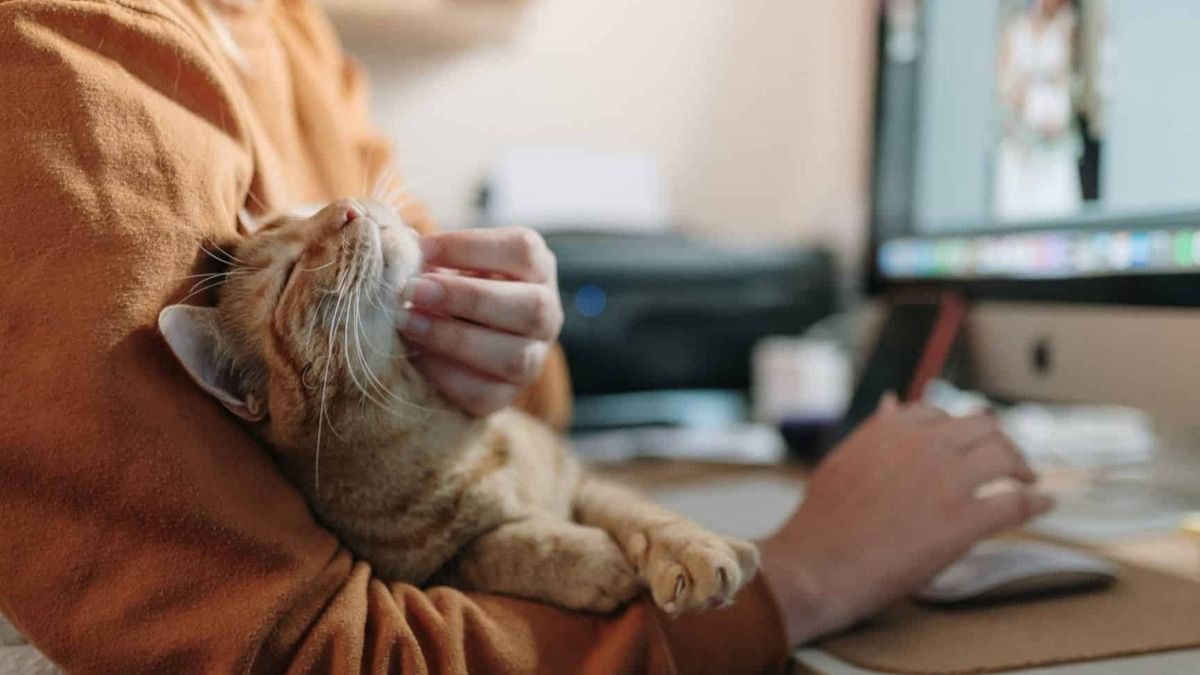 Які хвороби переносять домашні коти і як захиститися від зараження