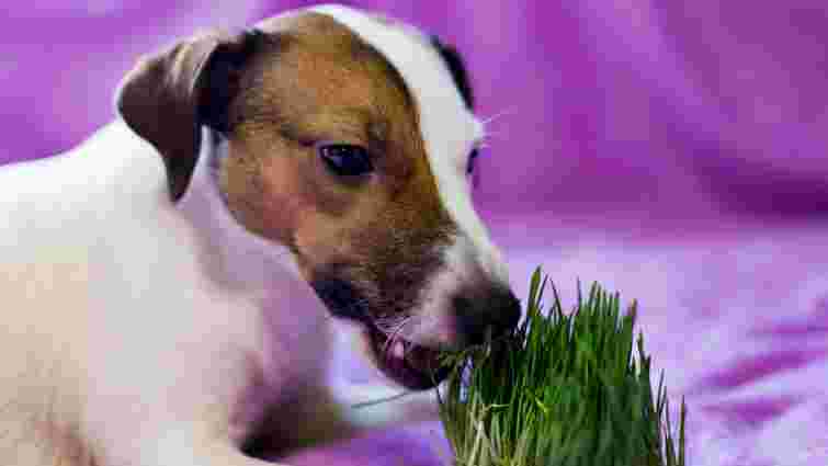 Для чого собакам їсти траву: правда і міфи