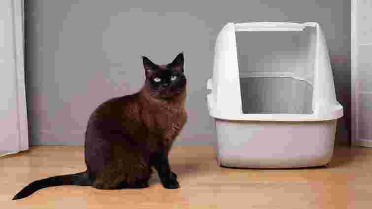 Пухнаста помста: чому кіт ходить в туалет повз лоток