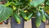 Як виростити огірки на підвіконні: детальна інструкція