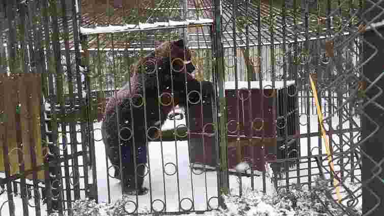 Хмельницького ведмедя Балу перевезли у реабілітаційний центр на Закарпатті