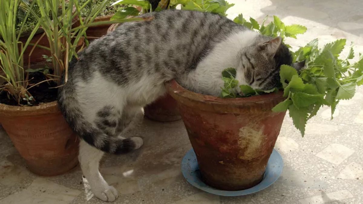 Котяча м’ята: що це таке і як впливає на котів