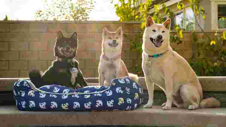 Топ-5 порід собак, які живуть найдовше: фото і опис характеру