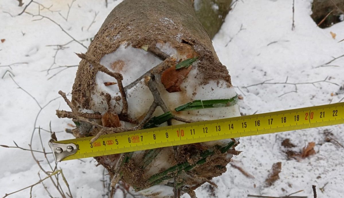 Під час незаконної вирубки дерев на Львівщині загинув 48-річний чоловік