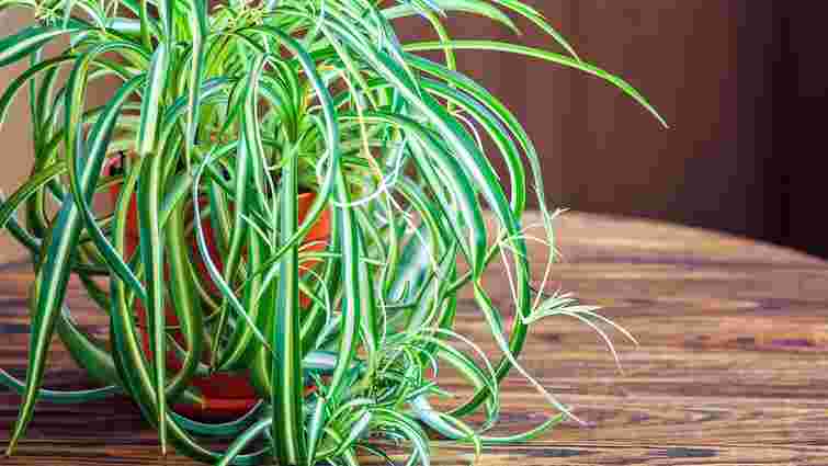Які кімнатні рослини підвищують вологість повітря та захистять шкіру від сухості