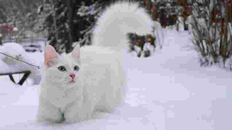 Породи котів, що люблять сніг: опис і фото