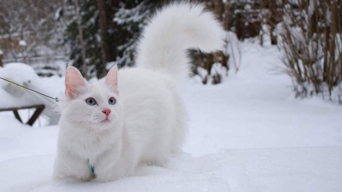 Породи котів, що люблять сніг: опис і фото