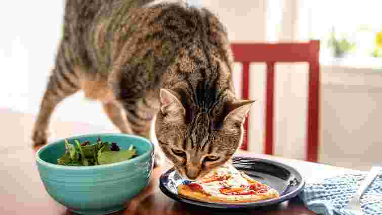 Смачна небезпека: продукти харчування, які отруйні для котів