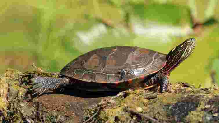 Домашній улюбленець, що живе 50 років: плюси і мінуси червоновухих черепах