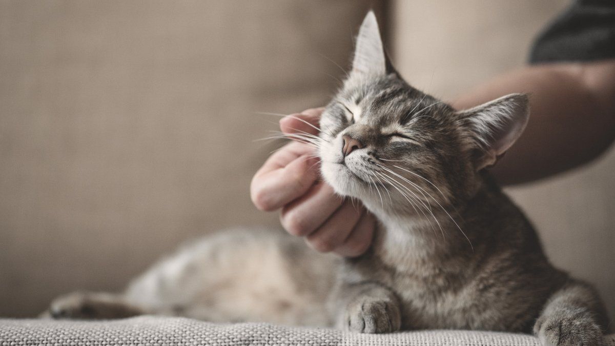 У мене «поламаний» кіт? Чому не всі коти муркотять