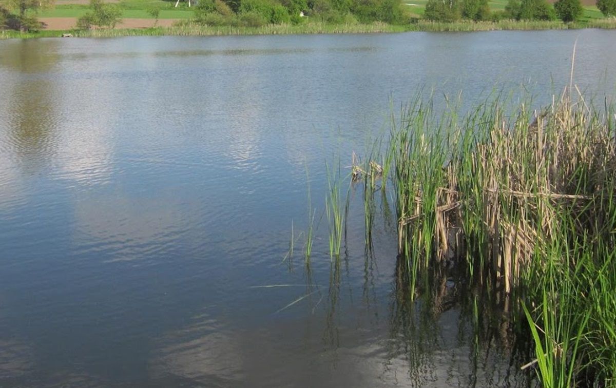 У підприємця з Волині заберуть землю зі ставками вартістю 223 млн грн