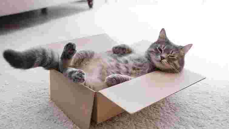 Чому коти люблять картонні коробки: чотири неочевидні причини