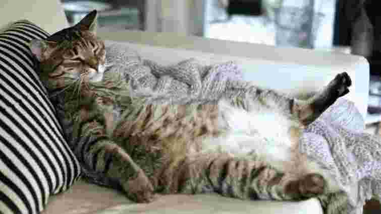 Худий чи товстий: скільки має важити здоровий кіт