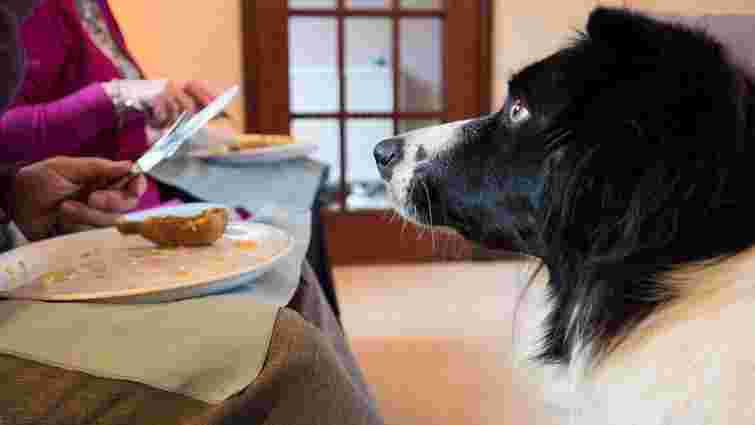 Чи можна годувати собаку зі свого столу і до яких наслідків це може призвести