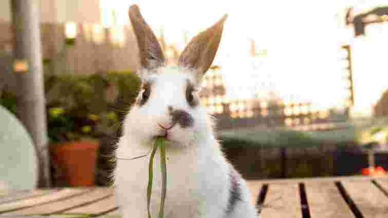 Декоративний кролик: що треба знати, перед тим як завести