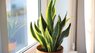 Топ-8 кімнатних рослин, які можна не поливати місяць