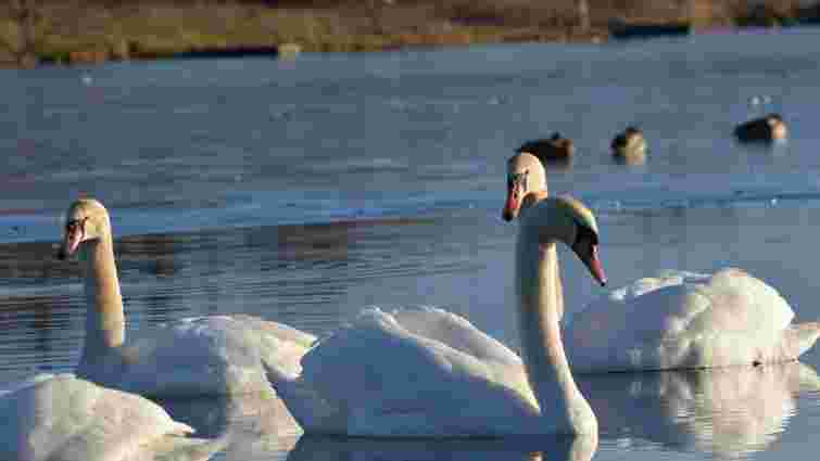 На Буковині зафіксували випадок пташиного грипу у диких лебедів