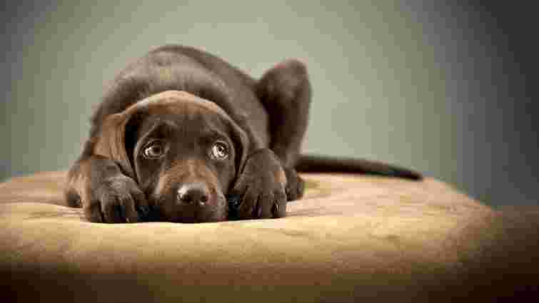 Коли собака стресує: п'ять природних способів заспокоїти улюбленця