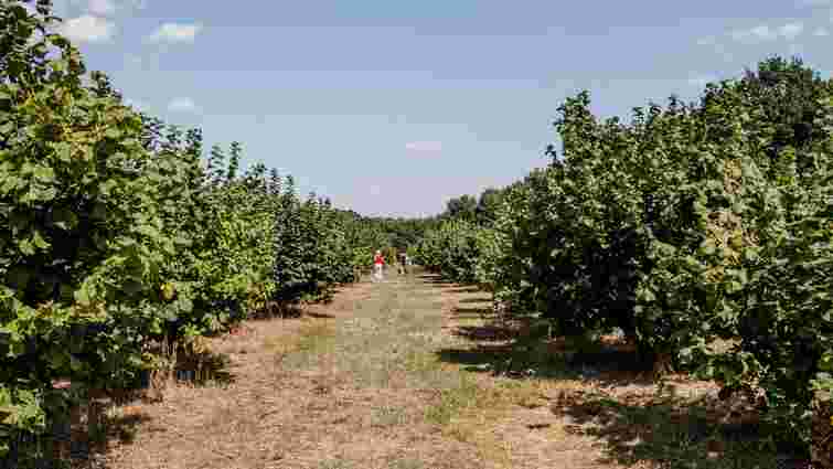 На Львівщині у шість разів зросла площа фундукових садів На Львівщині у шість разів зросла площа фундукових садів